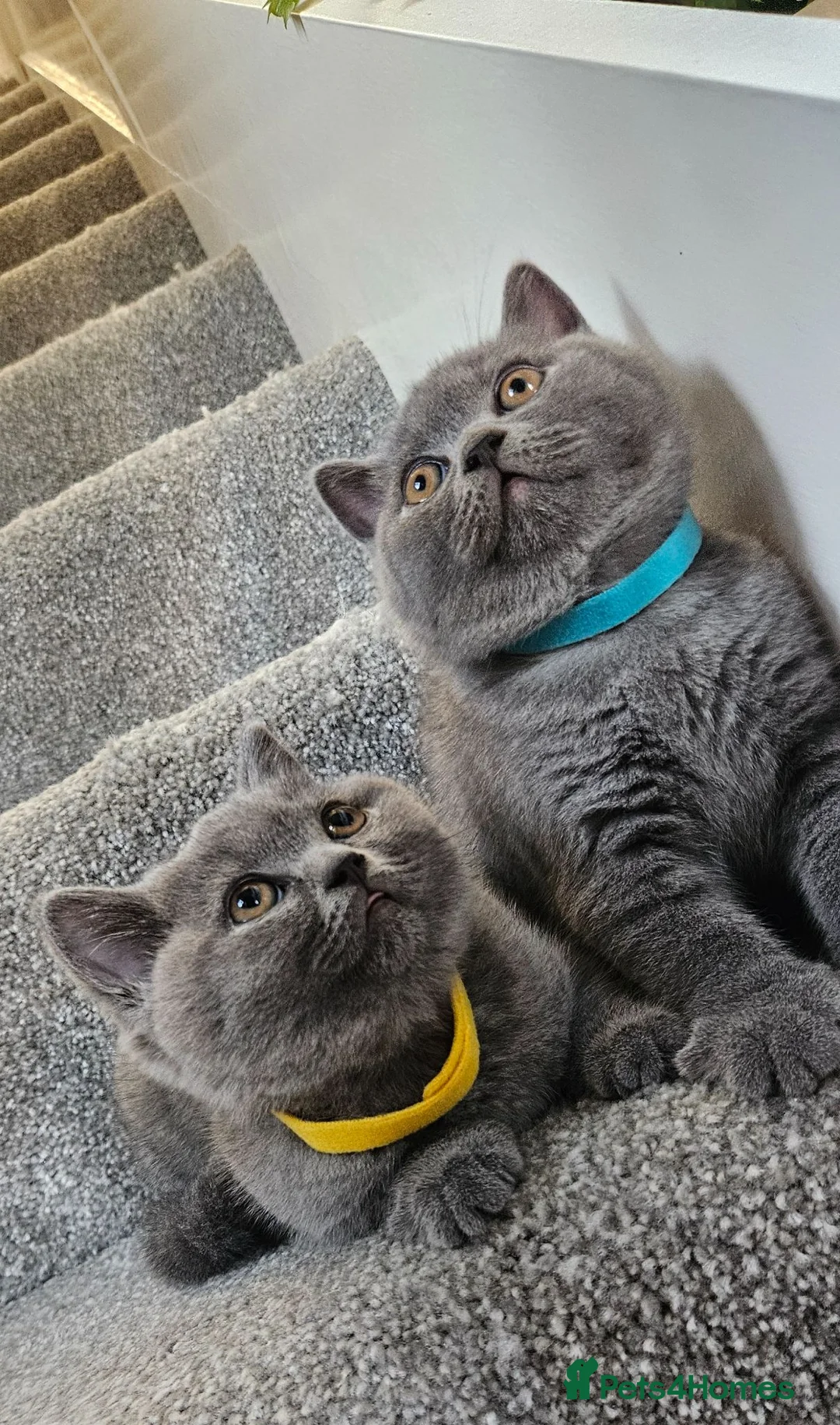 British Shorthair cats for sale: Adorable British Shorthair Kittens - Advert 1
