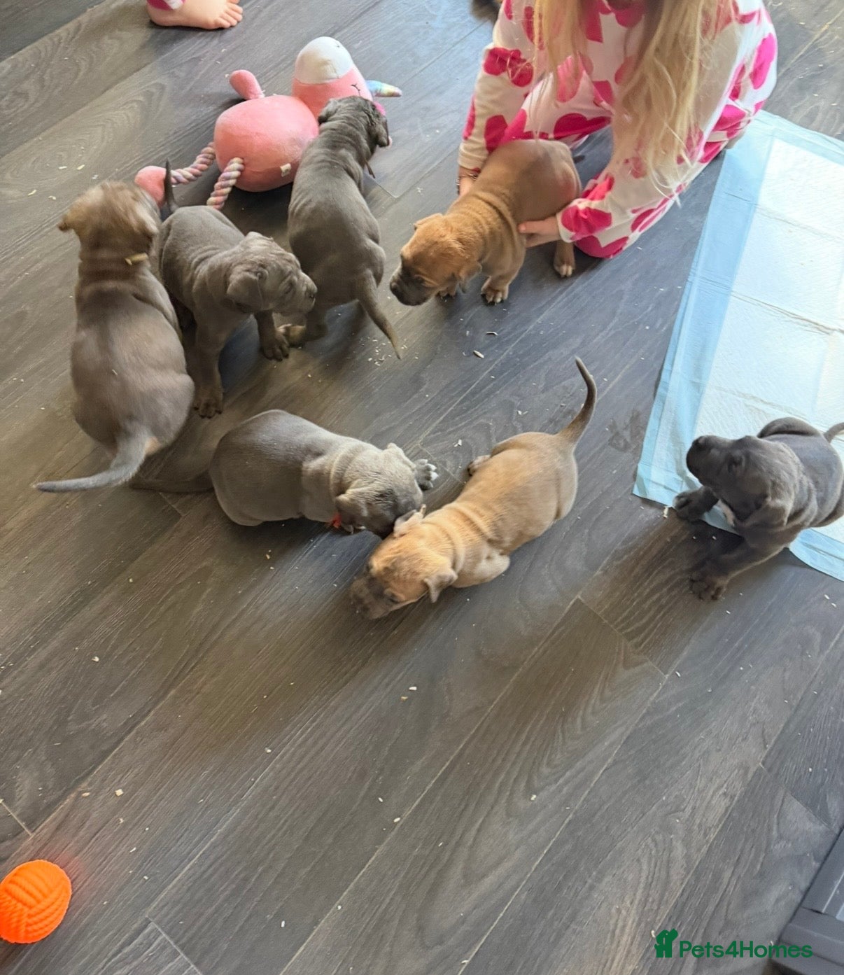 Cane Corso dogs Cane corso puppies ICCF registered  - Advert 18