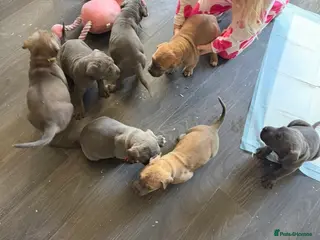 Cane Corso dogs Cane corso puppies ICCF registered - Advert 18