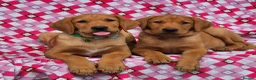 Labrador Retriever dogs for sale: 🩵🩵 2 KC Reg Dark Fox Red Labrador Pups!!🩵🩵  - Advert 5