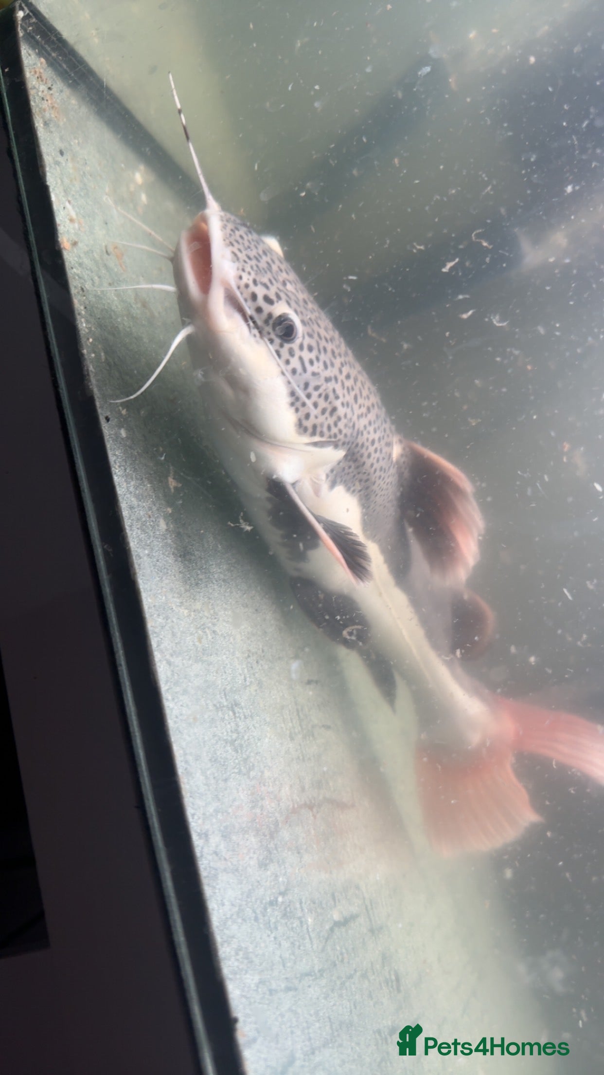 Catfish fish Red tail catfish  in Crewe - Advert 1