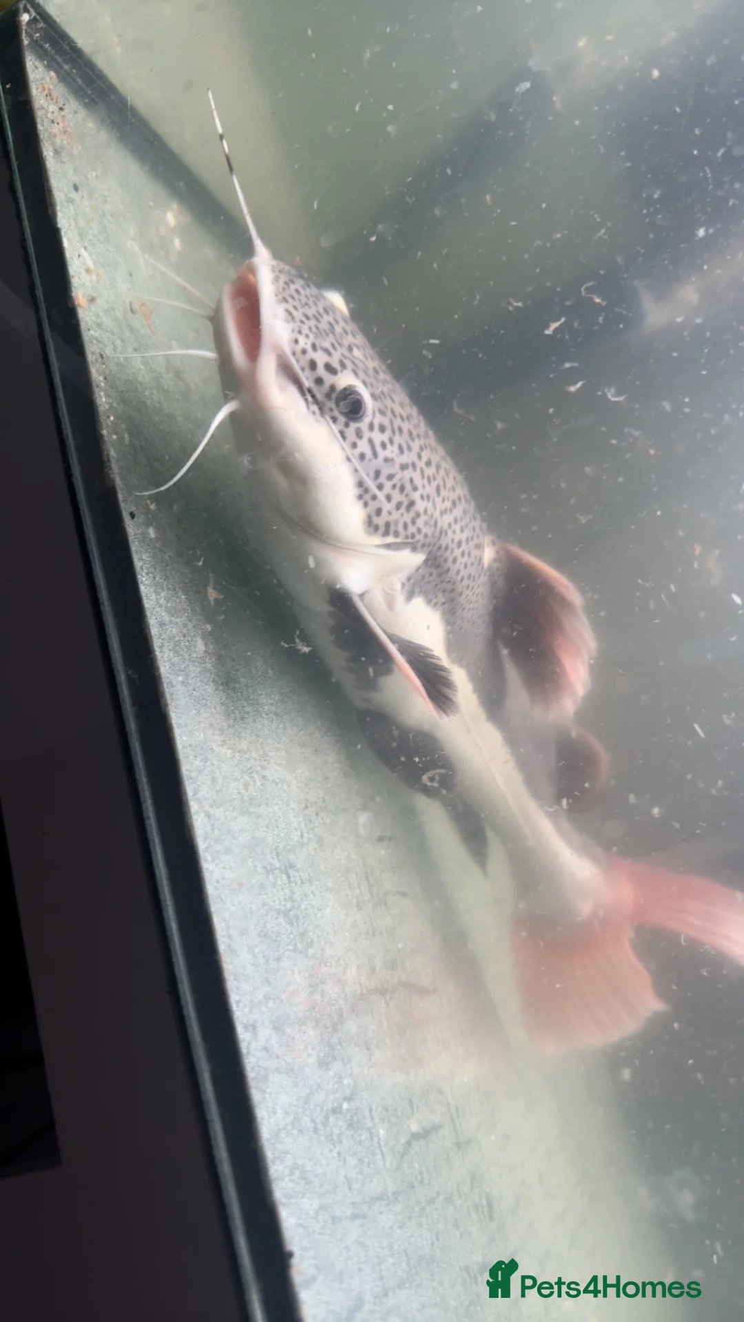 Catfish fish for sale: Red tail catfish  in Crewe - Advert 1