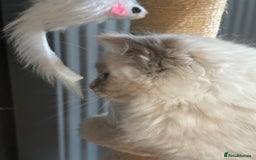 Ragdoll cats for sale: Stunning Ragdoll kittens available now - Advert 15