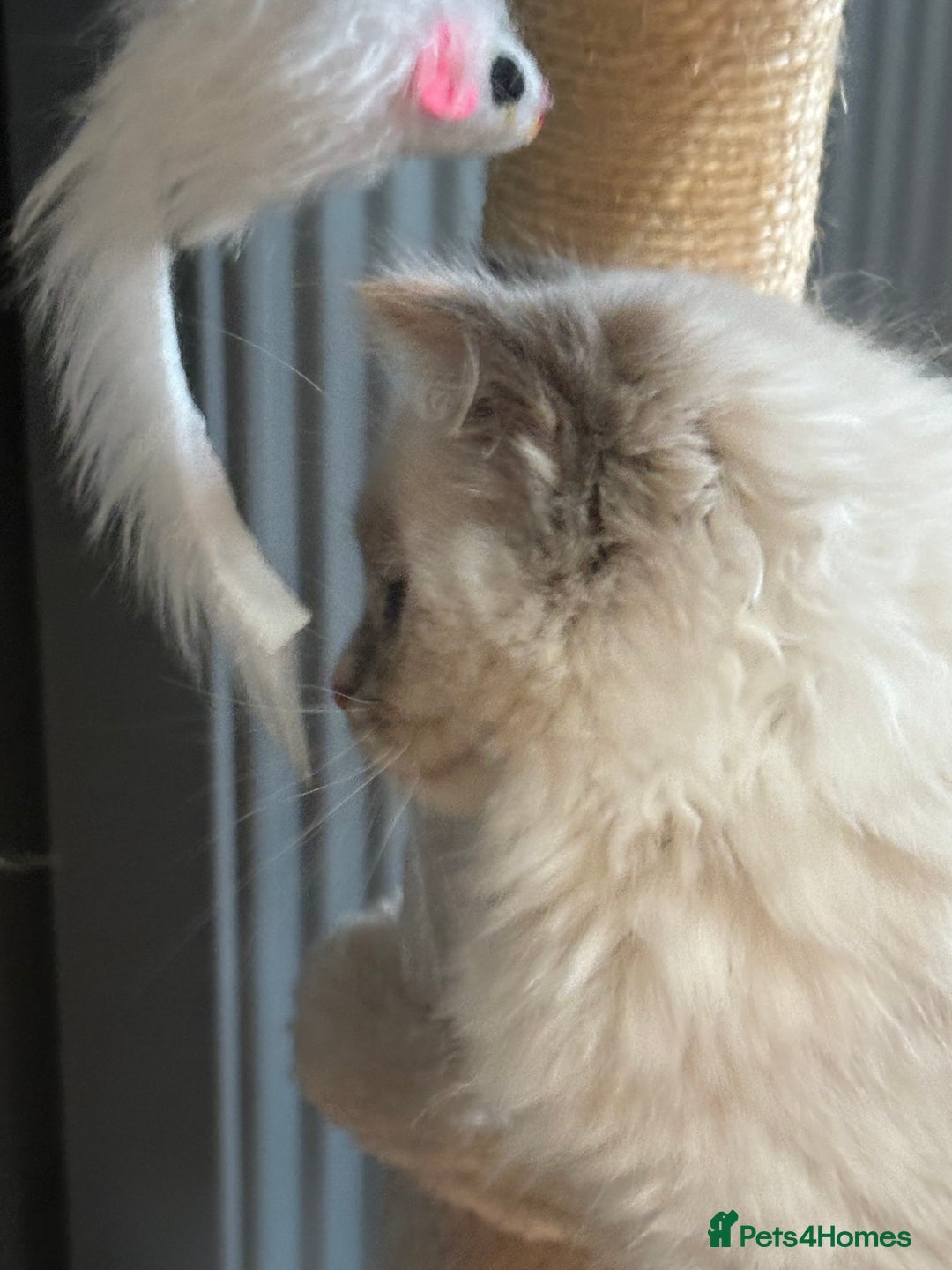Ragdoll cats for sale: Stunning Ragdoll kittens available now - Advert 15
