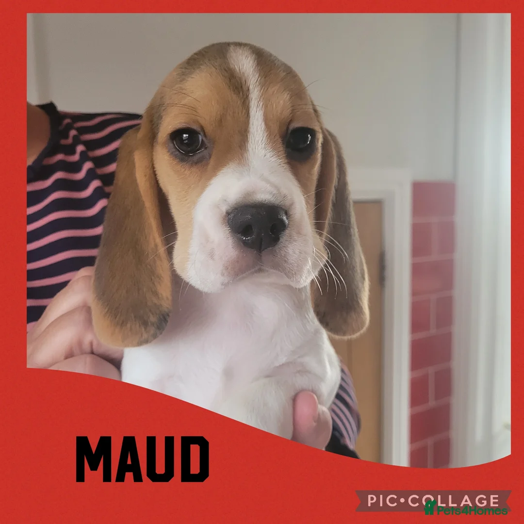 Beagle dogs for sale: BEAGLE PUPPY WAITING LIST  - Advert 2