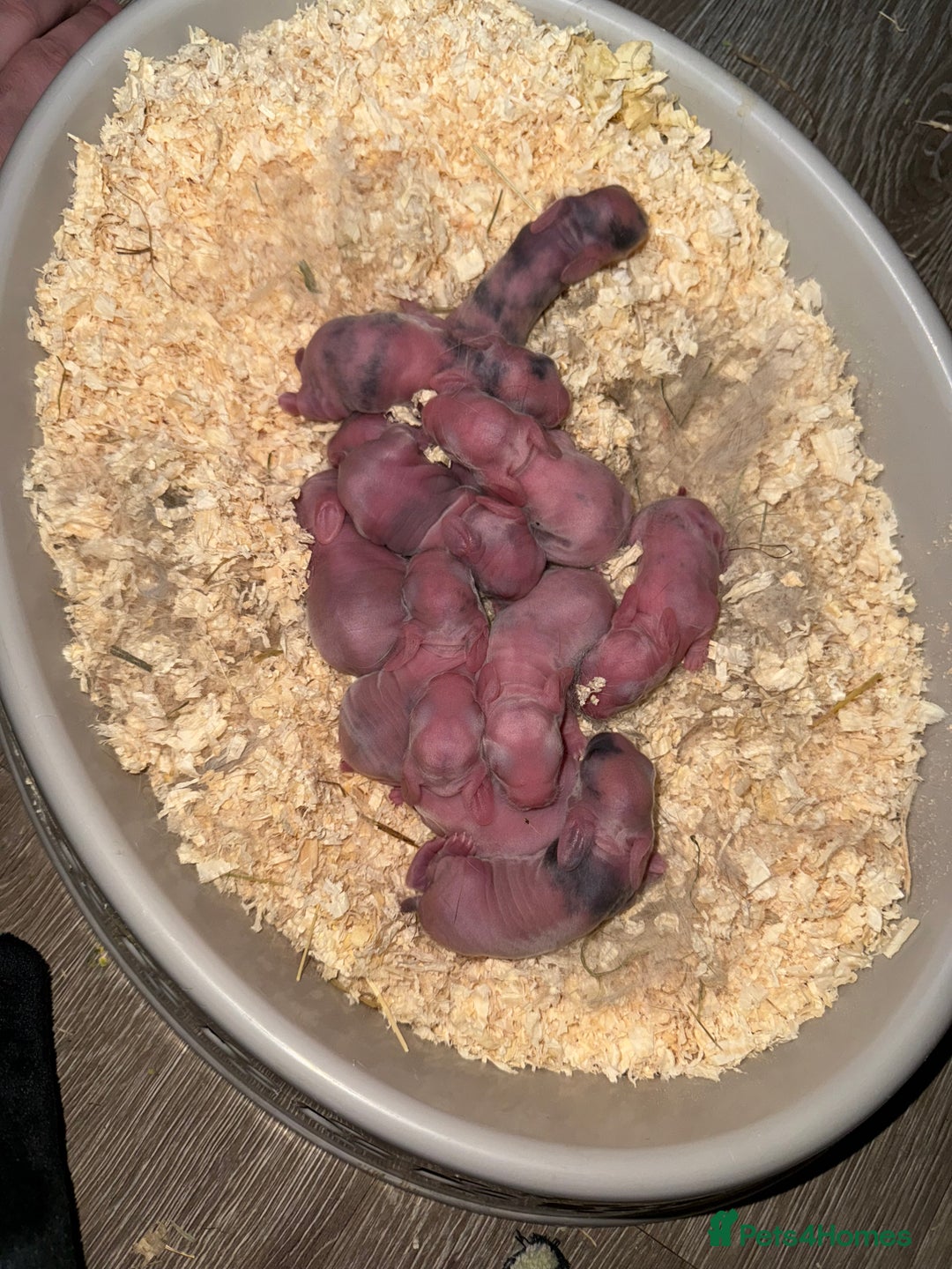 Mini Lop rabbits for sale: Pure breed mini lop bunnies - Image 2
