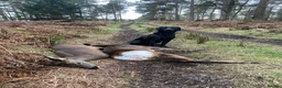 Labrador Retriever dogs for sale: Field Trial Champion Sired Black Labrador Puppies. - Advert 4