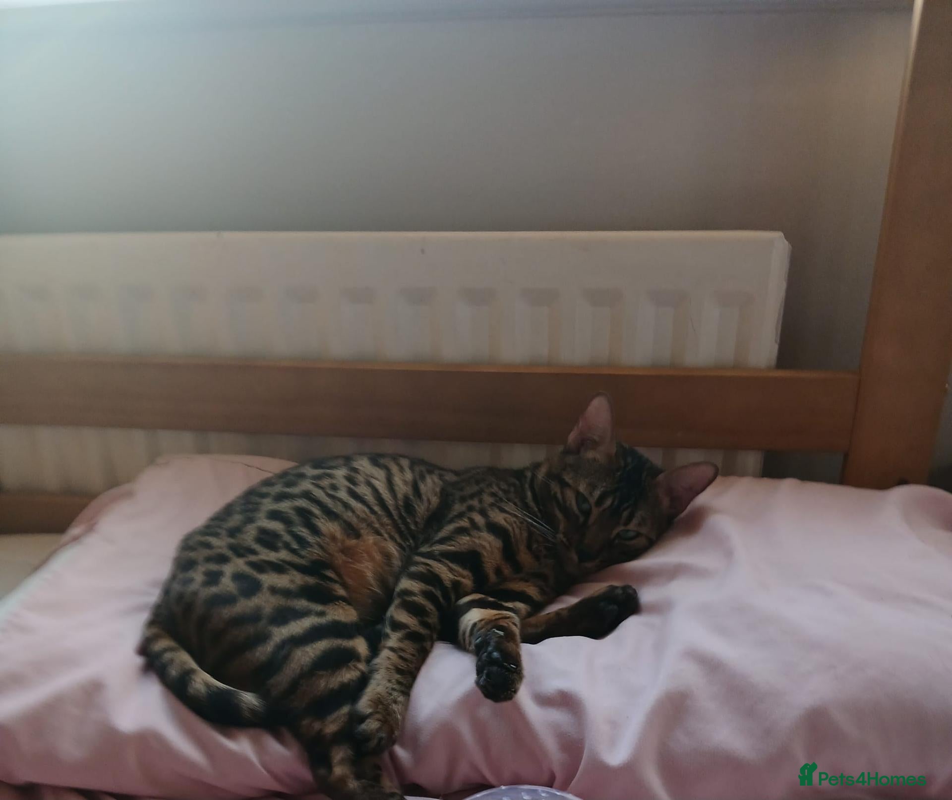 Bengal cats 1 female bengal - Advert 1