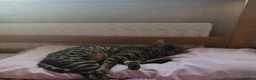 Bengal cats for sale: 1 female bengal - Advert 1