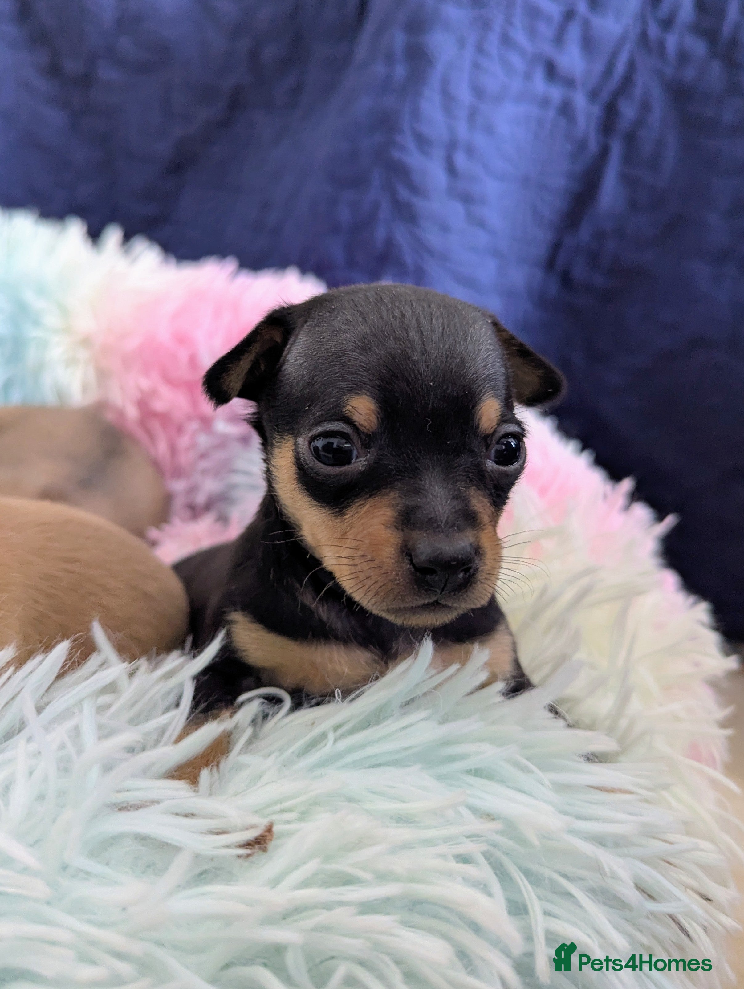 Mixed Breed dogs Adorable Tiny Pinscher x Chihuahua puppies - Advert 1