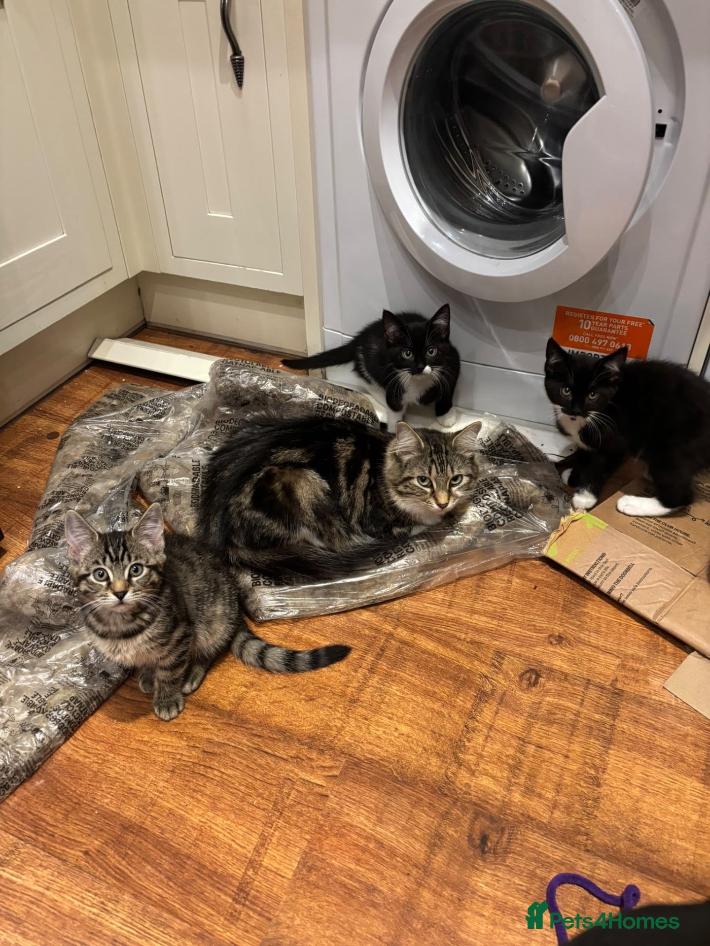 Mixed Breed cats for sale: Friendly and playful kittens - Advert 5