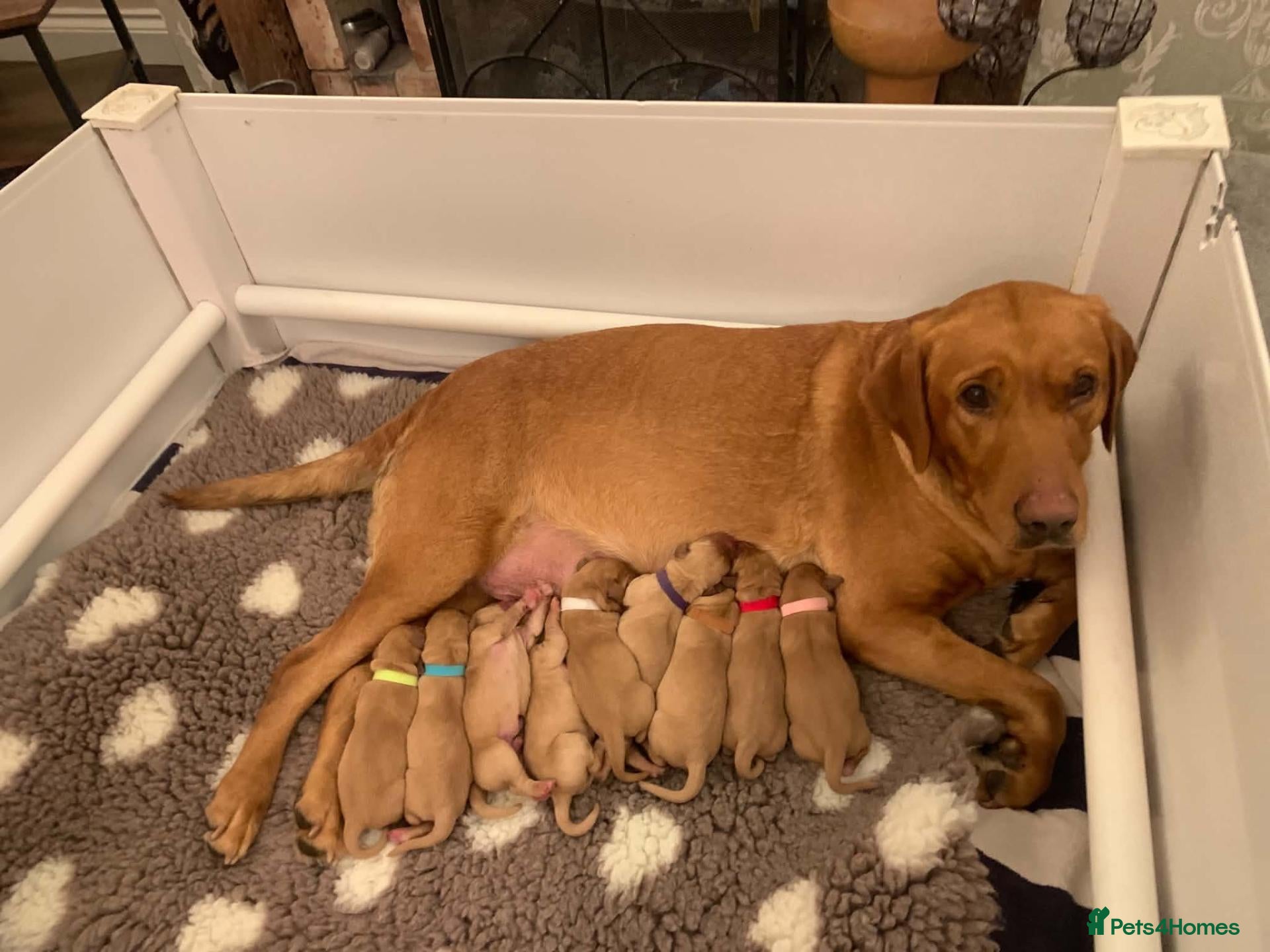 Labrador Retriever dogs for sale: Fox Red Labrador Puppies  - Advert 3