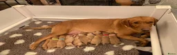 Labrador Retriever dogs for sale: Fox Red Labrador Puppies  - Advert 1