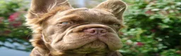 French Bulldog dogs for sale: 2 chocolate boys  - Advert 6