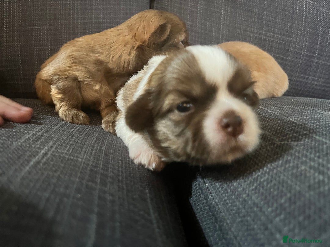 Shih Tzu dogs for sale: Beautiful litter or imperial Shih Tzu puppies  - Advert 9