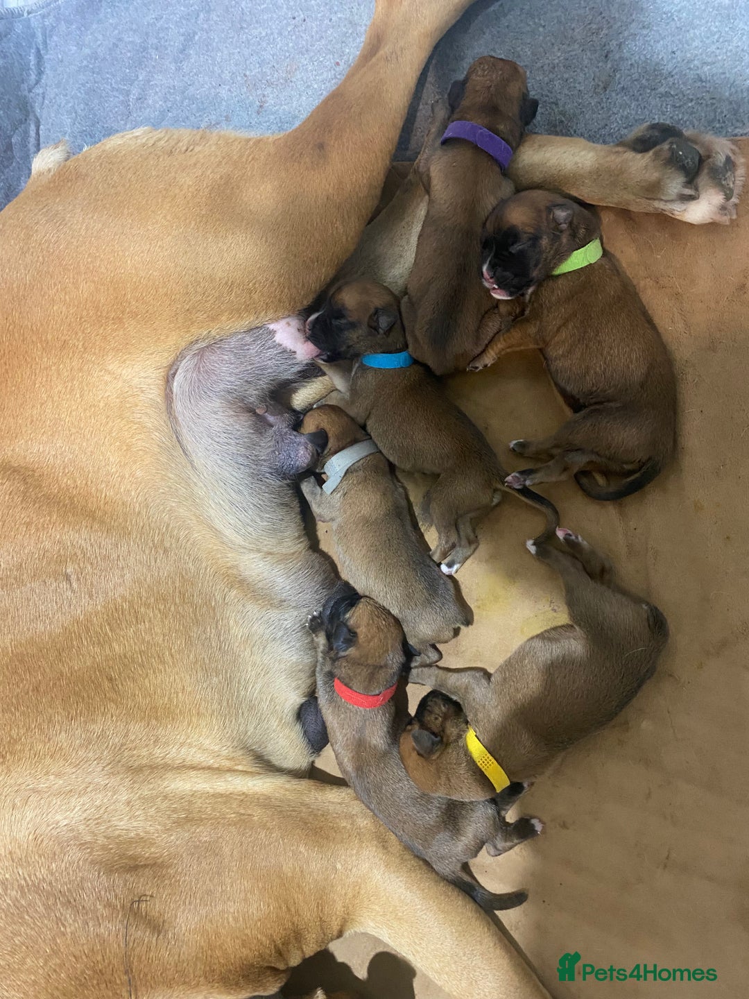 Boxer dogs for sale: 27 Champion bloodline red and black mask boxers - Image 22