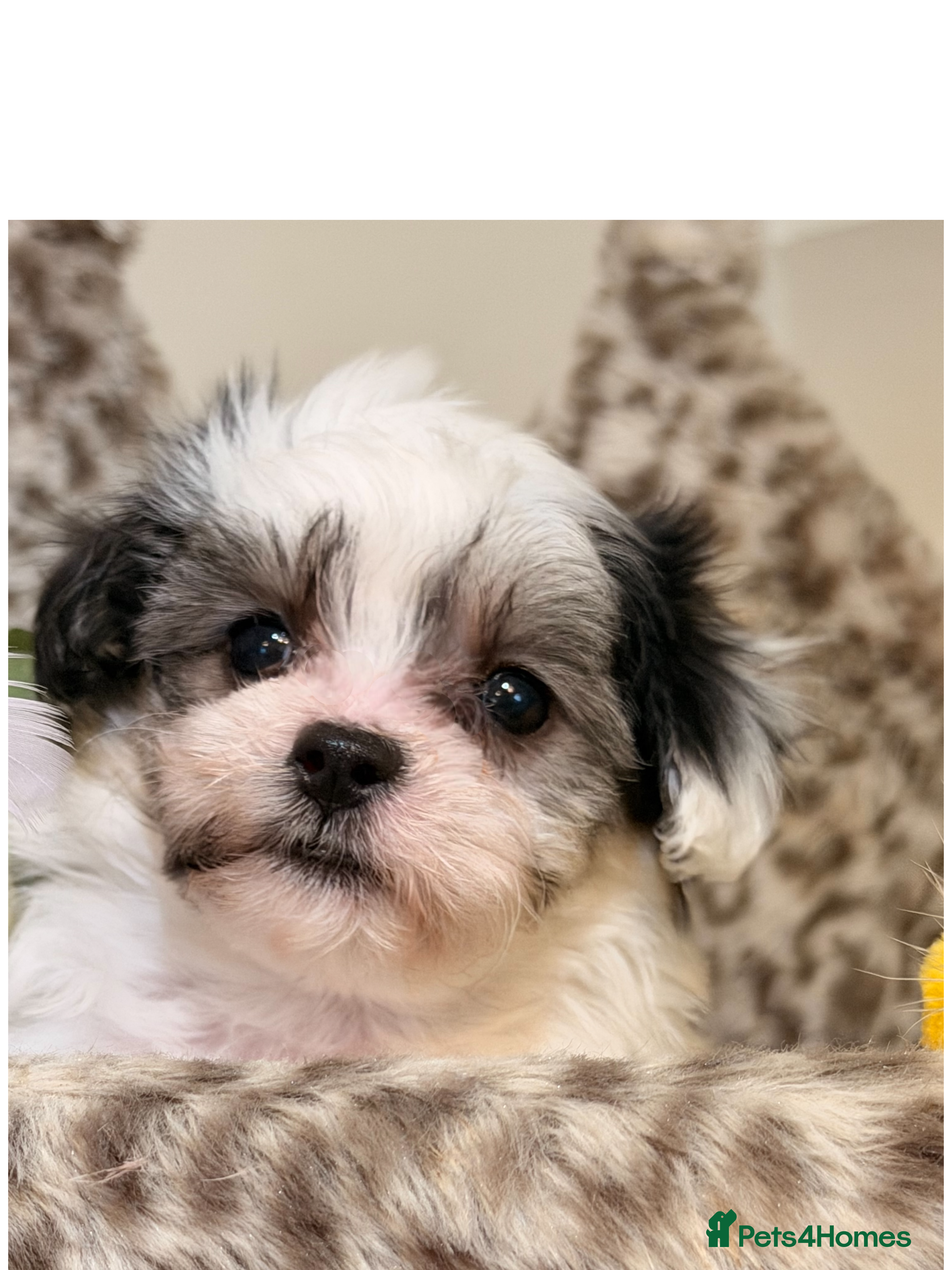 Maltipoo dogs 🌟 DNA tested  **  Maltipoos  - Advert 4