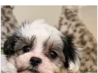 Maltipoo dogs 🌟 DNA tested ** Maltipoos - Advert 4