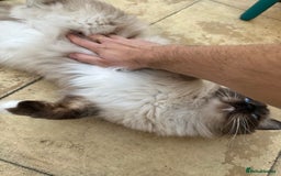 Ragdoll cats for sale: 🐾 Loving 21-Month-Old Male Seal Mitted Ragdoll 🐾 - Image 21