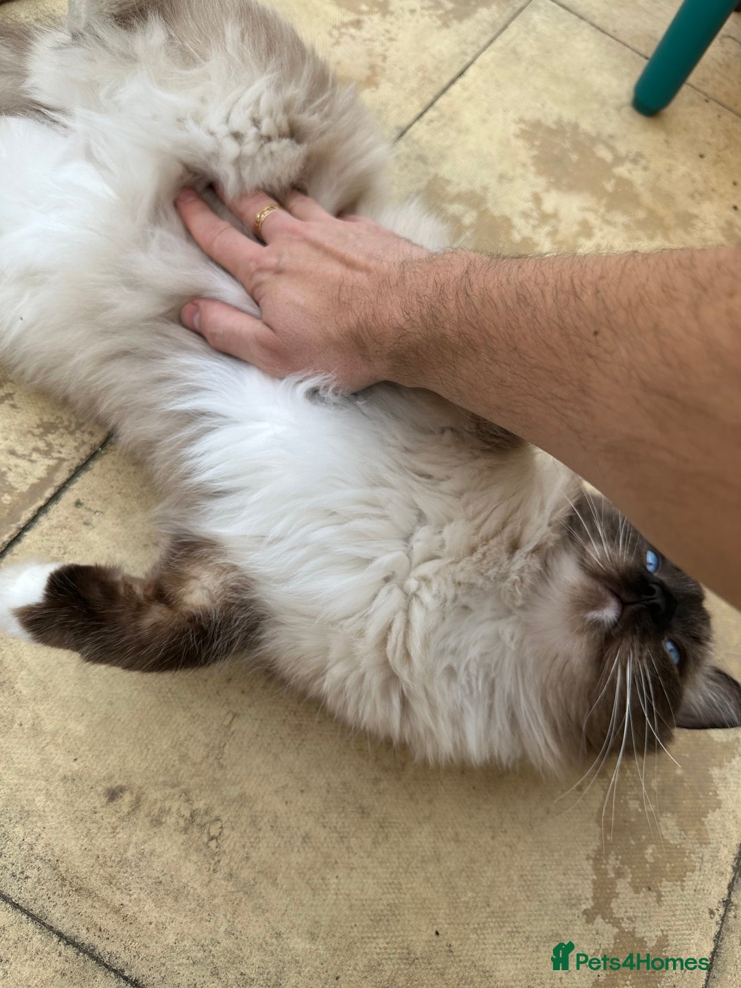 Ragdoll cats for sale: 🐾 Loving 21-Month-Old Male Seal Mitted Ragdoll 🐾 - Image 21