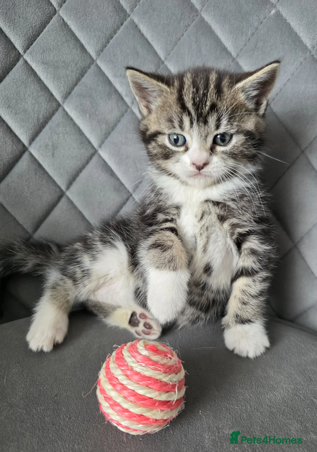British Shorthair cats for sale: Beautiful Mixed British Shorthair Kittens - Advert 2