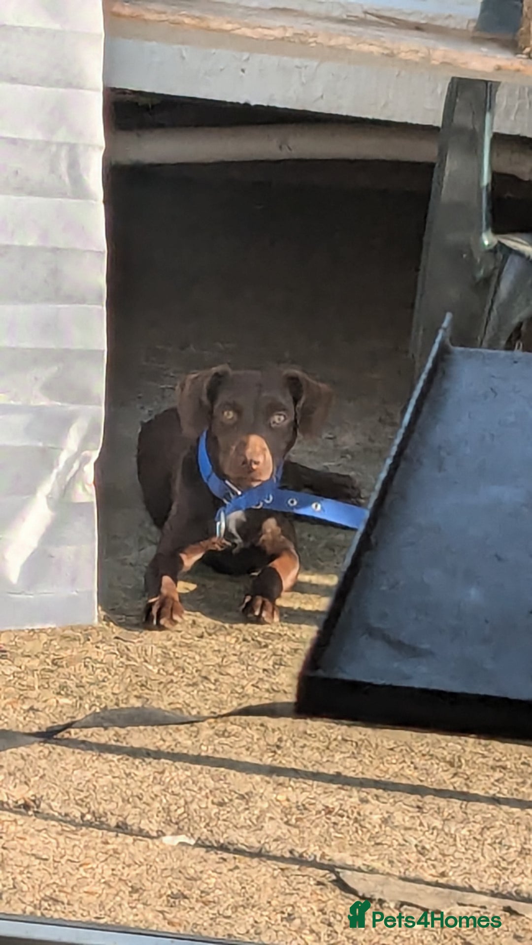 Mixed Breed dogs for sale: Small Jack X spaniel Puppies Ready For New Home  - Advert 8