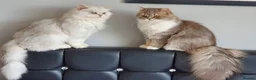 Mixed Breed cats for sale: Persian and British longhair  - Advert 5