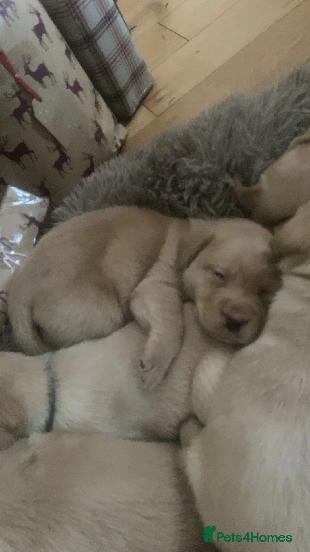 Labrador Retriever dogs for sale: * SOLD * Stunning litter of 9 golden labradors  - Advert 13