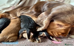 Cocker Spaniel dogs for sale: Kc reg show type cocker spaniel puppies  - Image 9