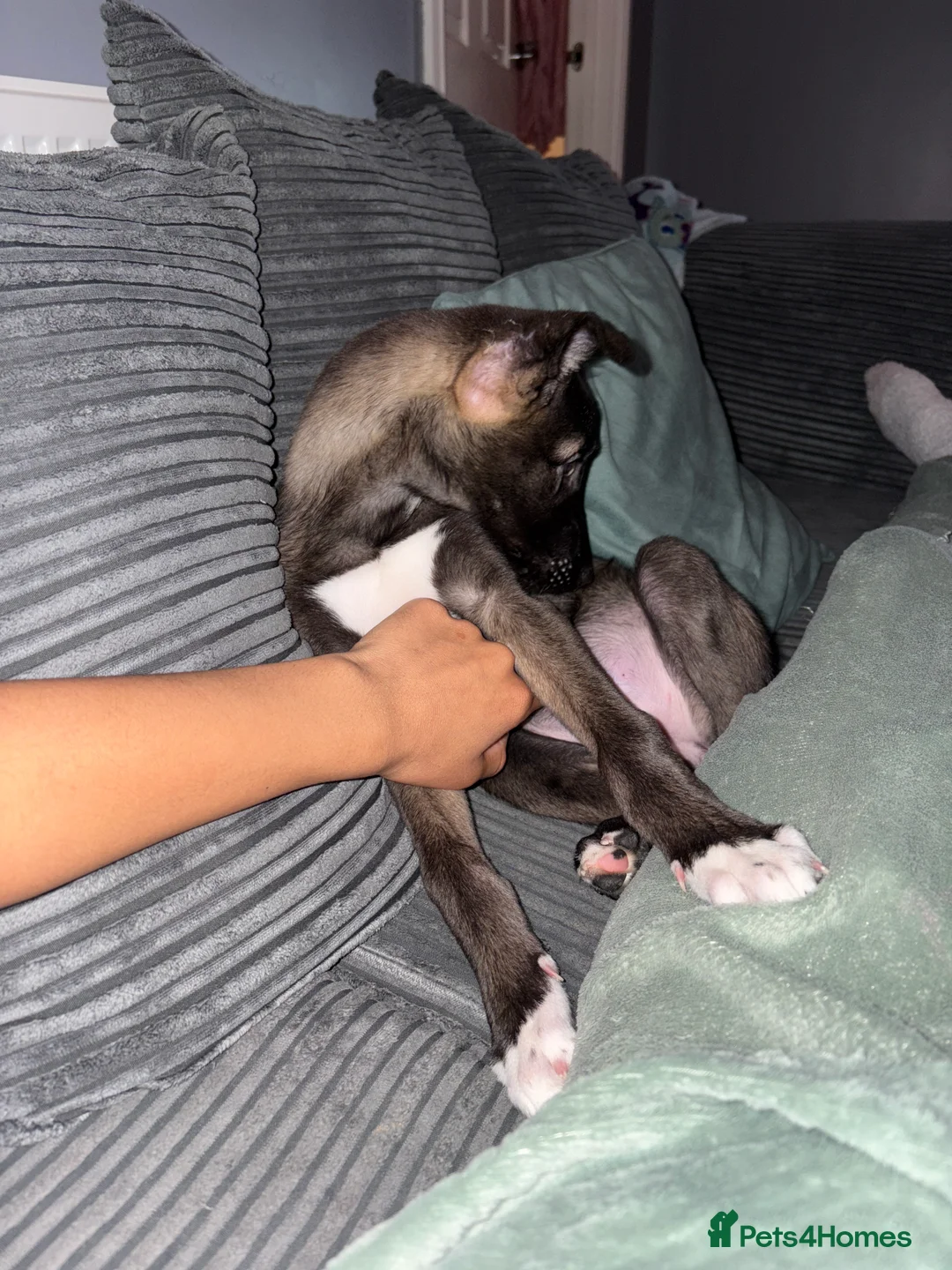 Mixed Breed dogs for sale: Bella Akita X Lurcher  - Advert 4