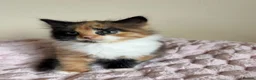 Mixed Breed cats for sale: Beautiful Fluffy Maine Coon Cross kitten  - Advert 8