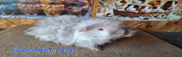 Guinea Pig rodents for sale: Lunkarya  - Advert 3