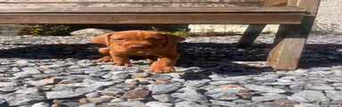 Mixed Breed 1