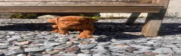 Mixed Breed dogs for sale: Hungarian Vizsla X Labrador (fox red) in Fort William - Advert 3