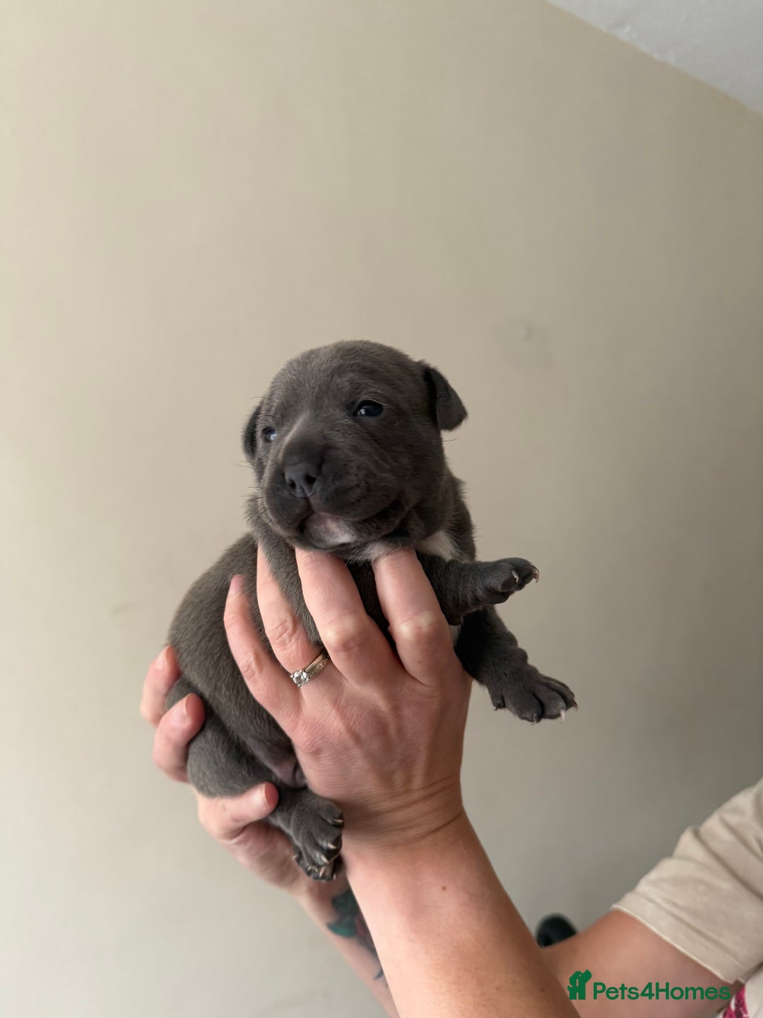 Staffordshire Bull Terrier dogs for sale: Blue Staffordshire bull terriers - Image 6