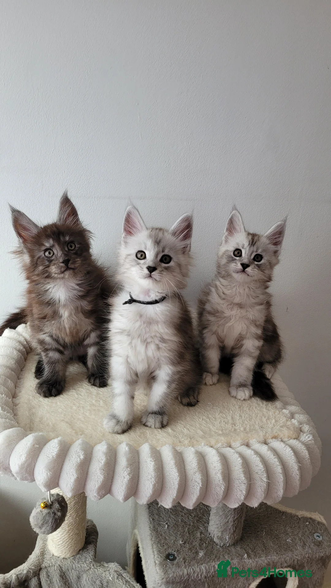 Maine Coon cats for sale: Tica registered Maine coon kittens  - Advert 18