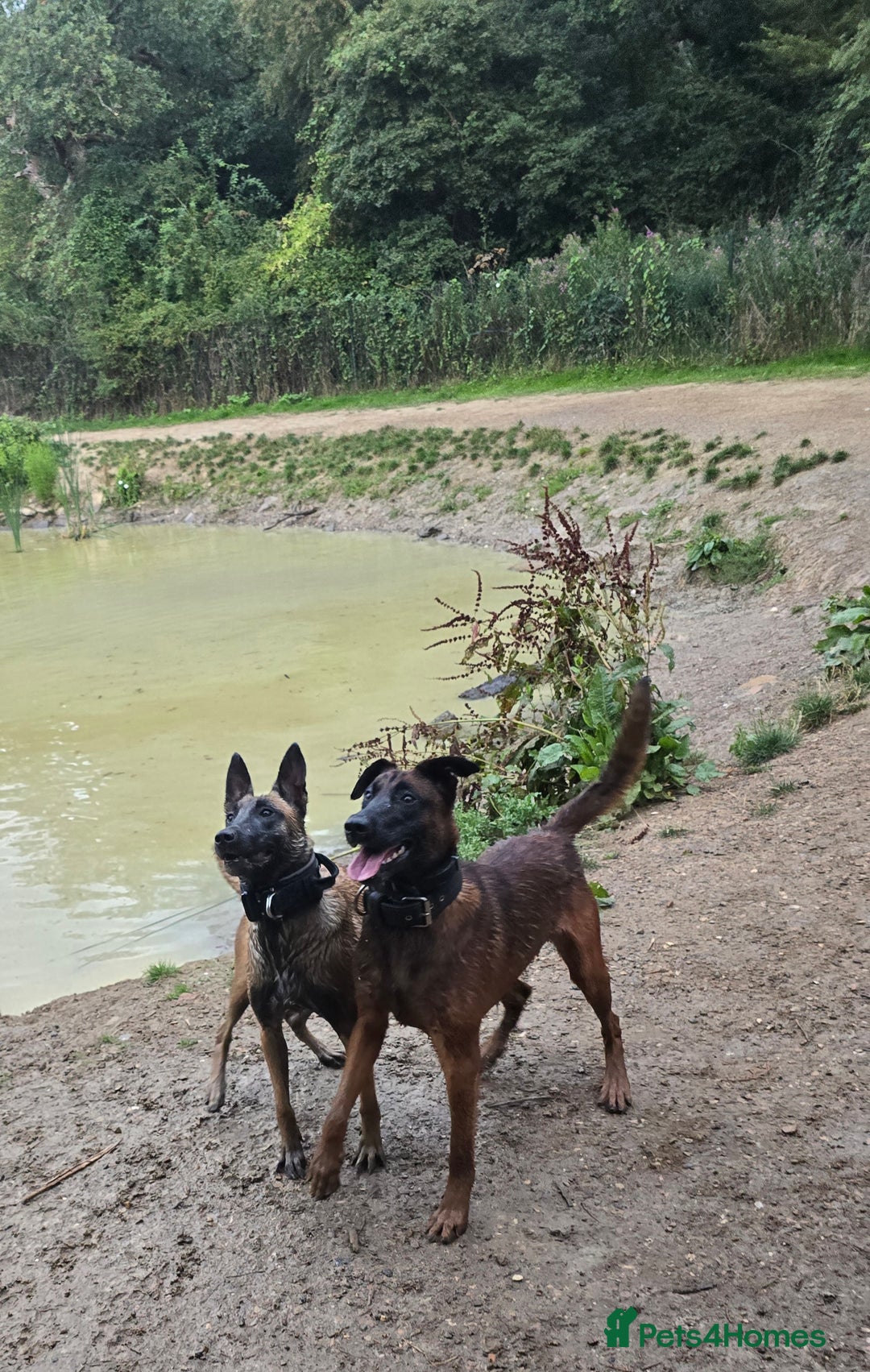 Mixed Breed dogs for sale: Belgian malinois  - Advert 15