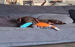 Dachshund dogs for sale: 1 Year Old Miniature Dachshund For Sale - Image 6