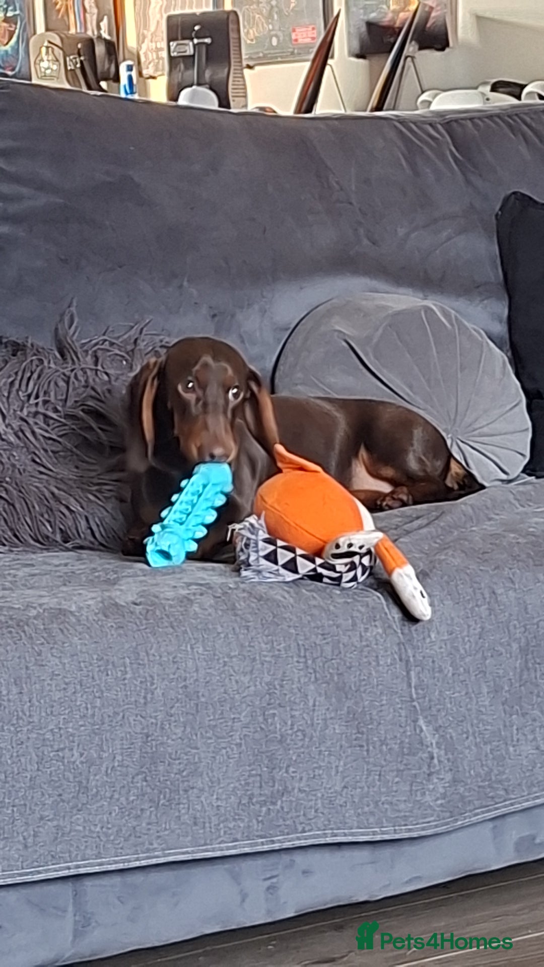 Dachshund dogs for sale: 1 Year Old Miniature Dachshund For Sale - Image 6