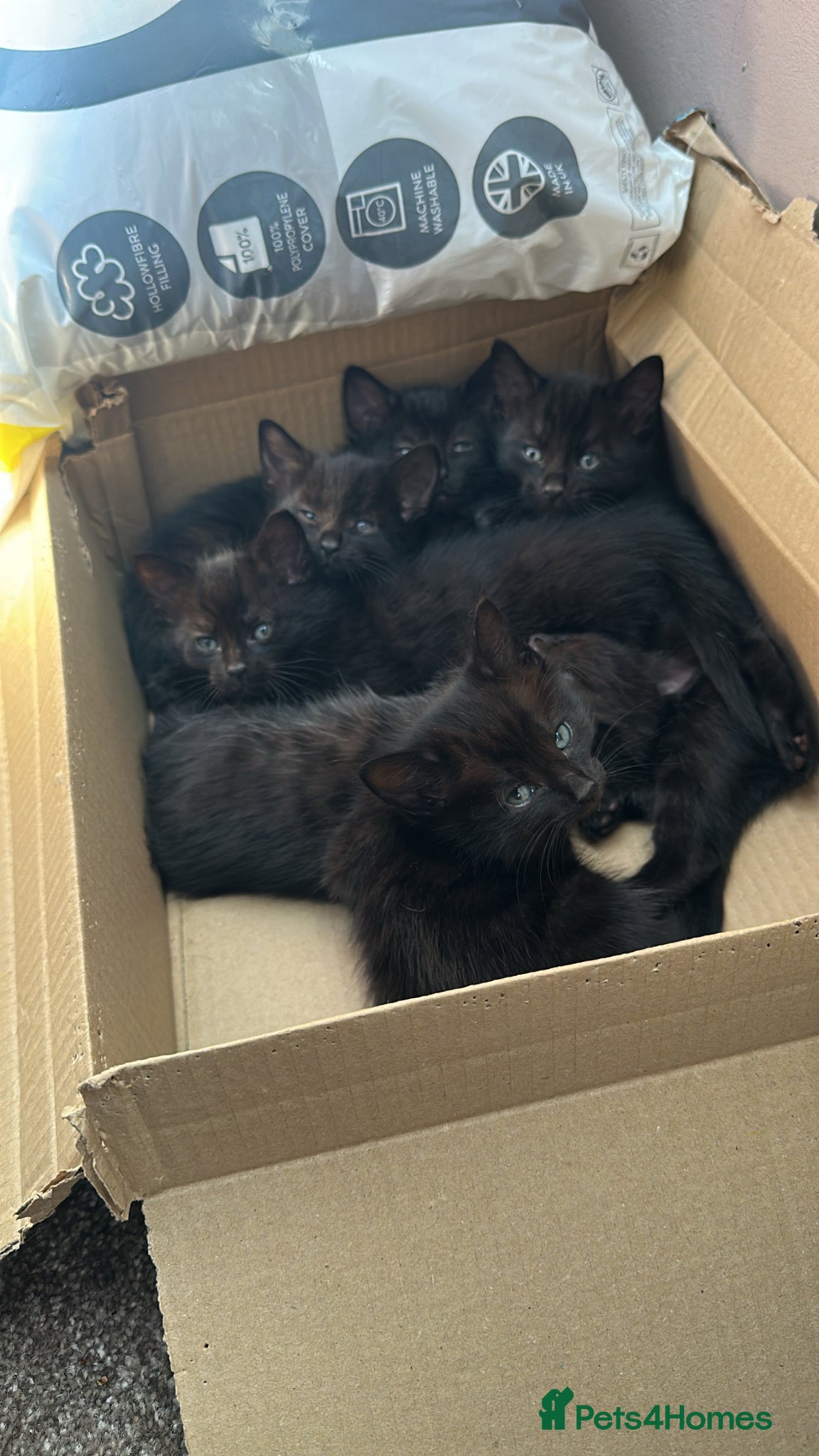 Bengal cats Bengal cross Kittens – Well Socialised & Healthy - Advert 6
