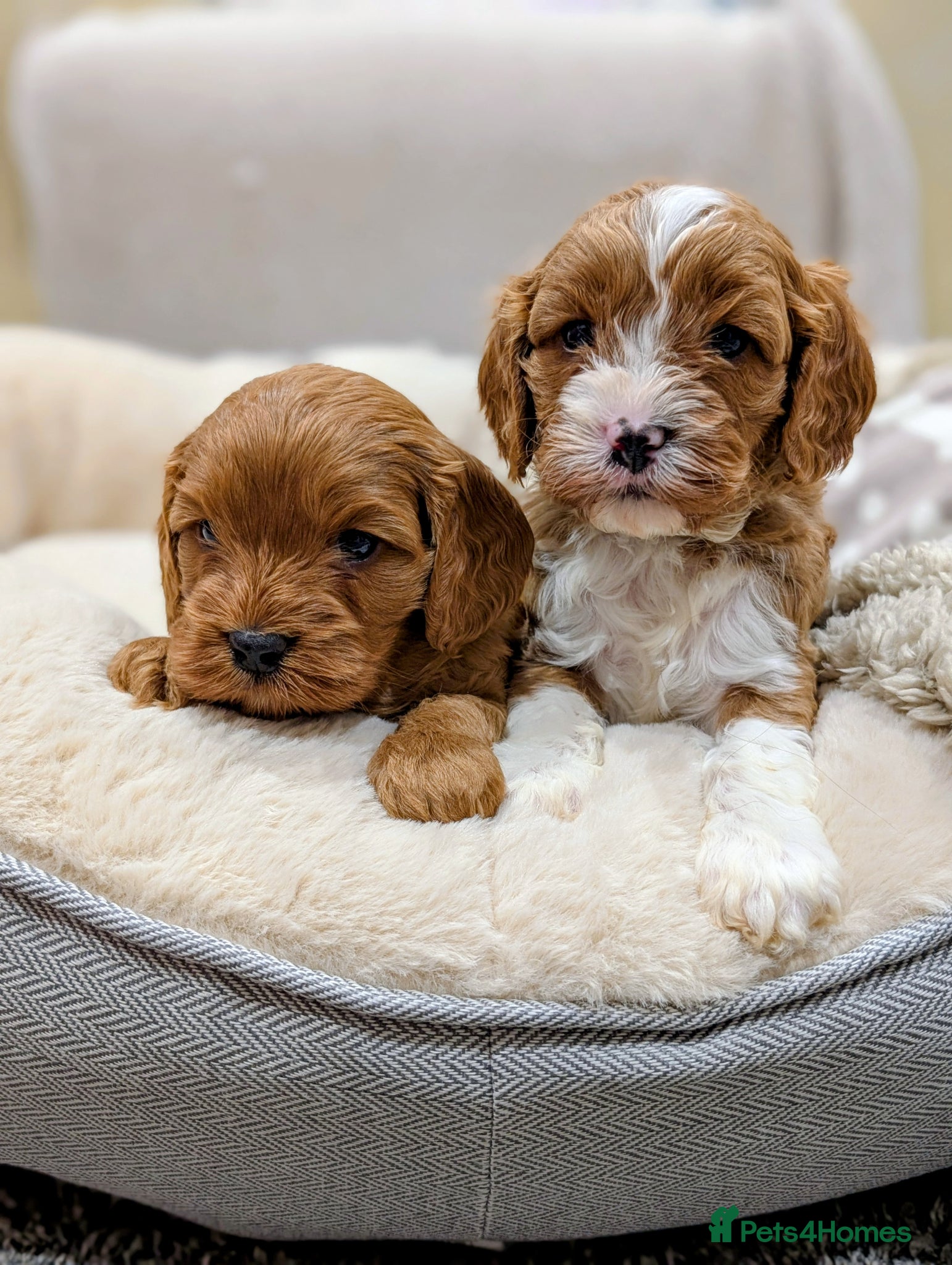 Cavapoo dogs ⭐⭐⭐⭐⭐ Adorable cavapoo puppies  - Advert 1