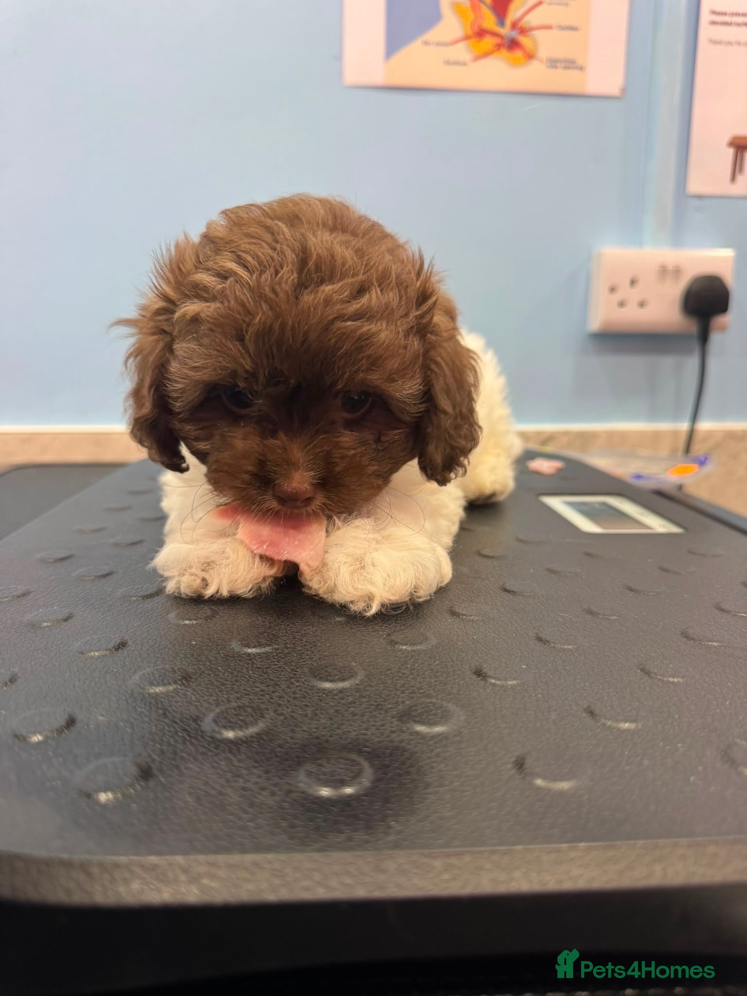 Shihpoo dogs Imperial toy Shih poo puppies  - Advert 1