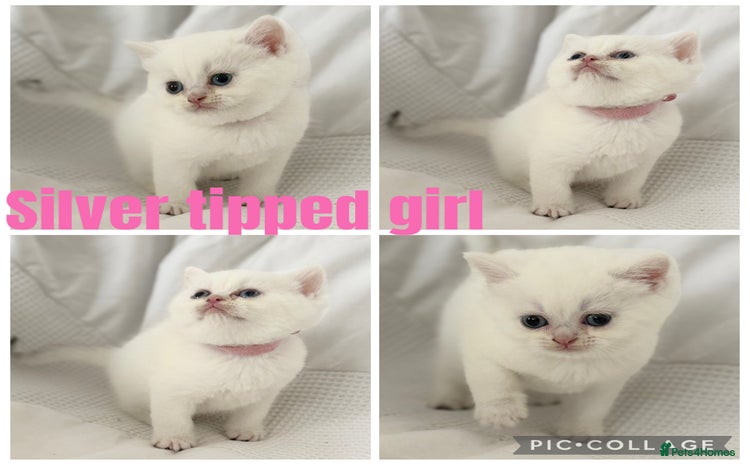 British Shorthair cats - Advert 9