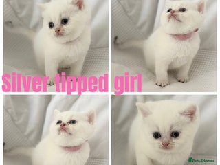 British Shorthair cats - Advert 3