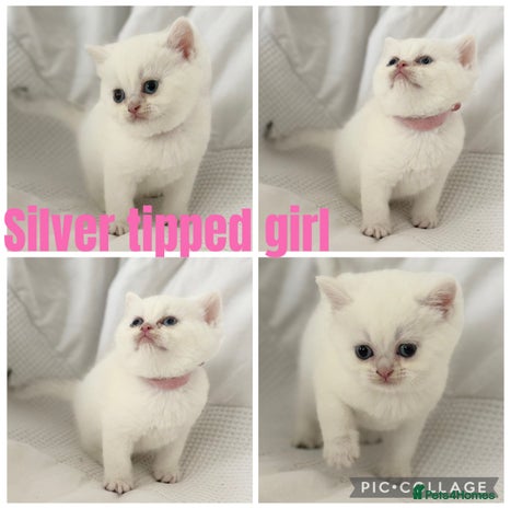 British Shorthair cats - Advert 6