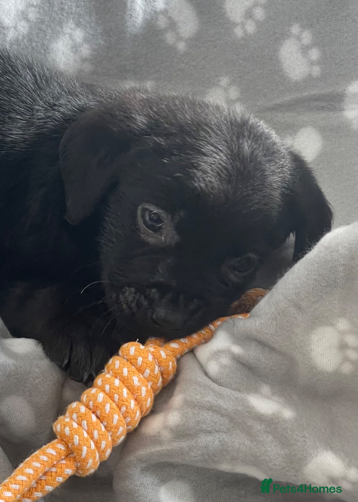 Labrador Retriever dogs for sale: Gorgeous Labrador pups - Advert 1