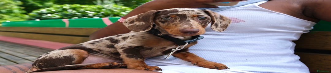 Miniature Dachshund Puppy