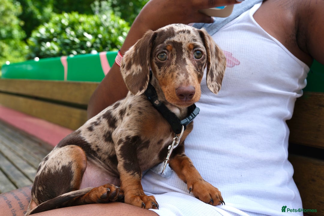 Miniature Dachshund dogs for sale: Cookie the Mini Dachshund  - Image 5