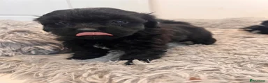 Shihpoo 4