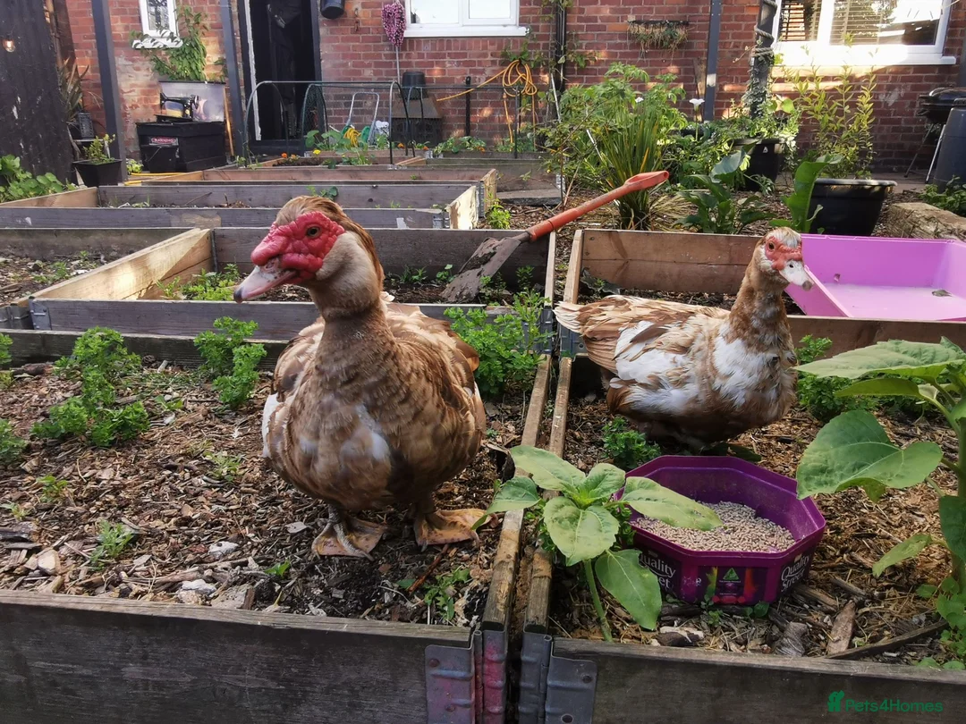 Waterfowl poultry for sale: Chocolate brown Bonded Breeding pair Muscovy ducks - Advert 1